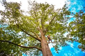 Best Weed Control  in Cetronia, PA